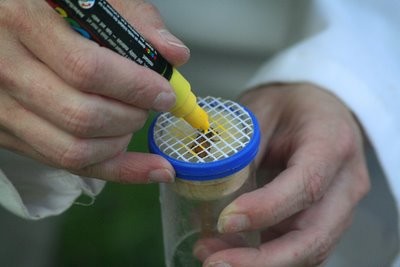 The effect of three ways of sugar feeding on honey bees full report