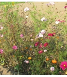 Meerjarig biologisch akkerbloemenmengsel