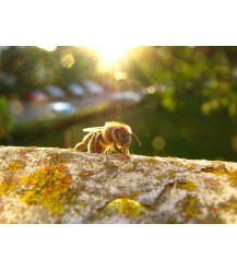 Ansichtkaart honingbij op boomstam