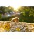 Ansichtkaart honingbij op boomstam