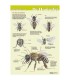 Anatomie van de honingbij van buiten poster