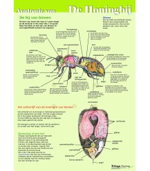 Anatomie van de honingbij inwendig, A4 kaart