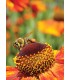 Ansichtkaart van honingbij op zonnekruid (let op, orgineel heeft geen watermerk en is van hoge kwaliteit)