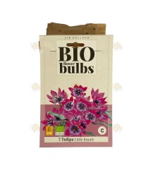 Tulp little beauty 7 stuks (bloembollen, bio)
