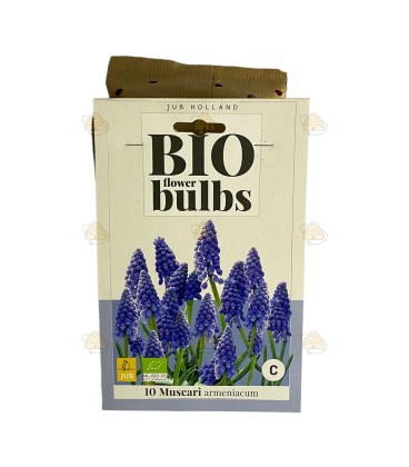 Blauwe druifhyacint 10 stuks (bloembollen, bio)