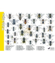 Wilde bijen 'zoekkaart' A4