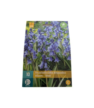 Spaanse hyacint Hyacinthoides hispanica blauw 10 stuks (bloembollen)