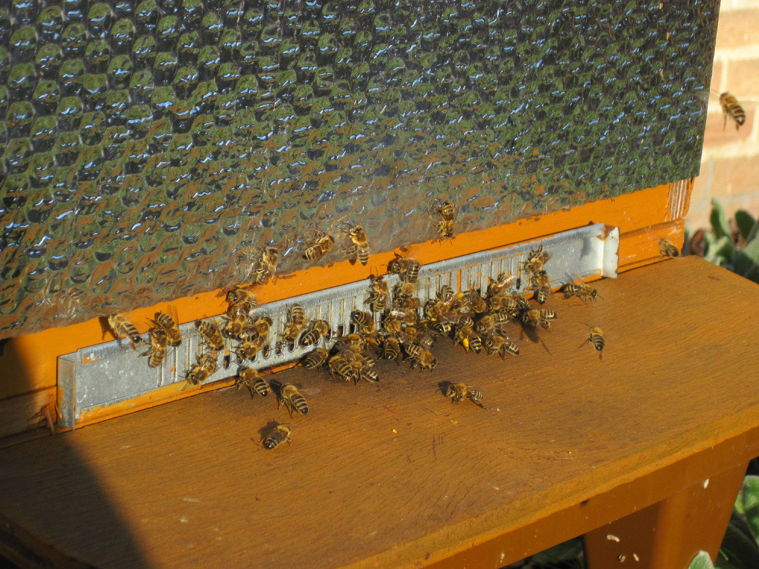 Roverij onder de honingbijen