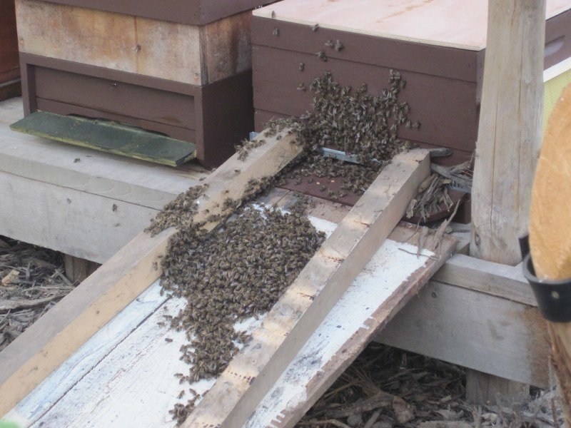 Zwerm laten inlopen bij een bijenkast