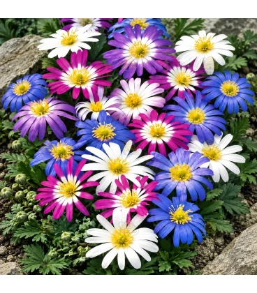 Oosterse anemoon mix - 50 bloembollen