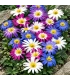 Oosterse anemoon mix - 50 bloembollen