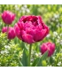BIO tulp 'Alison Bradley' - 7 bloembollen