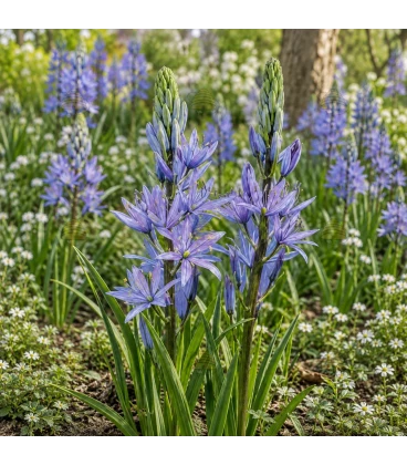 Camassia Leichtlinii Caerulea 2 stuks (bloembollen, bio)