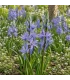 Camassia Leichtlinii Caerulea 2 stuks (bloembollen, bio)