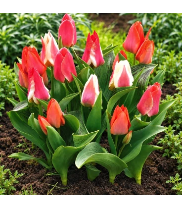 Greigii-tulpenmix - 15 bloembollen