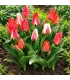 Greigii-tulpenmix - 15 bloembollen