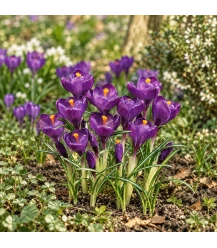 Crocus Flower Record, 10 stuks (bloembollen, bio)