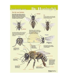 Anatomie van de honingbij uitwendig, A4 kaart