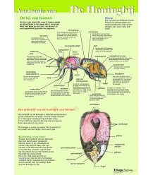 Anatomie van de honingbij inwendig, A4 kaart