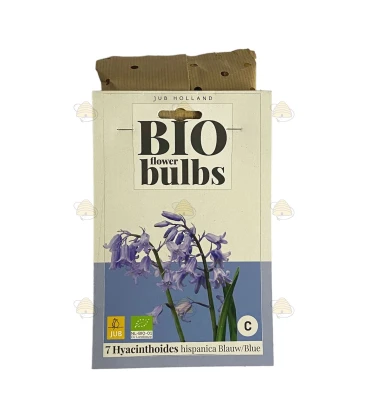 Hyacinten Spaans blauw 7 stuks (bloembollen, bio)